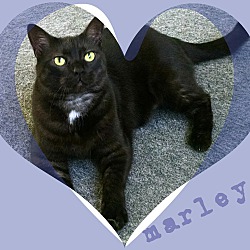 Thumbnail photo of Marley ~ The Dream Cat #1
