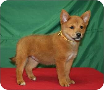 Westminster Co Chow Chow Meet Bliss A Pet For Adoption