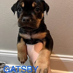 Photo of Gatsby