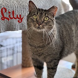 Photo of ​ Lily, Willow Grove PA (07/06/2021-111)