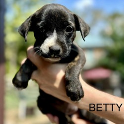 Thumbnail photo of Gracie’s Betty #4