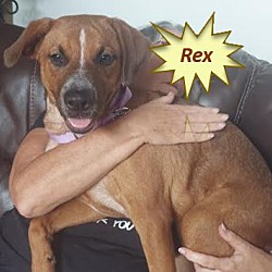 Thumbnail photo of Rex #3