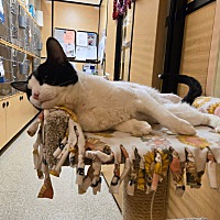 adopt a pet