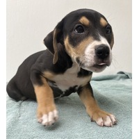 adopt-pet