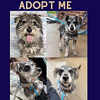adopt a pet