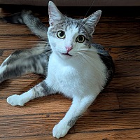 adopt a pet
