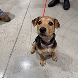 Praline, Mixed breed