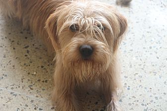 Shaggy dog hot sale rescue