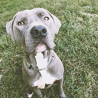 great dane crate petsmart