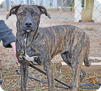 catahoula lab mix brindle