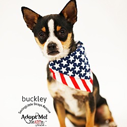Thumbnail photo of Buckley #2