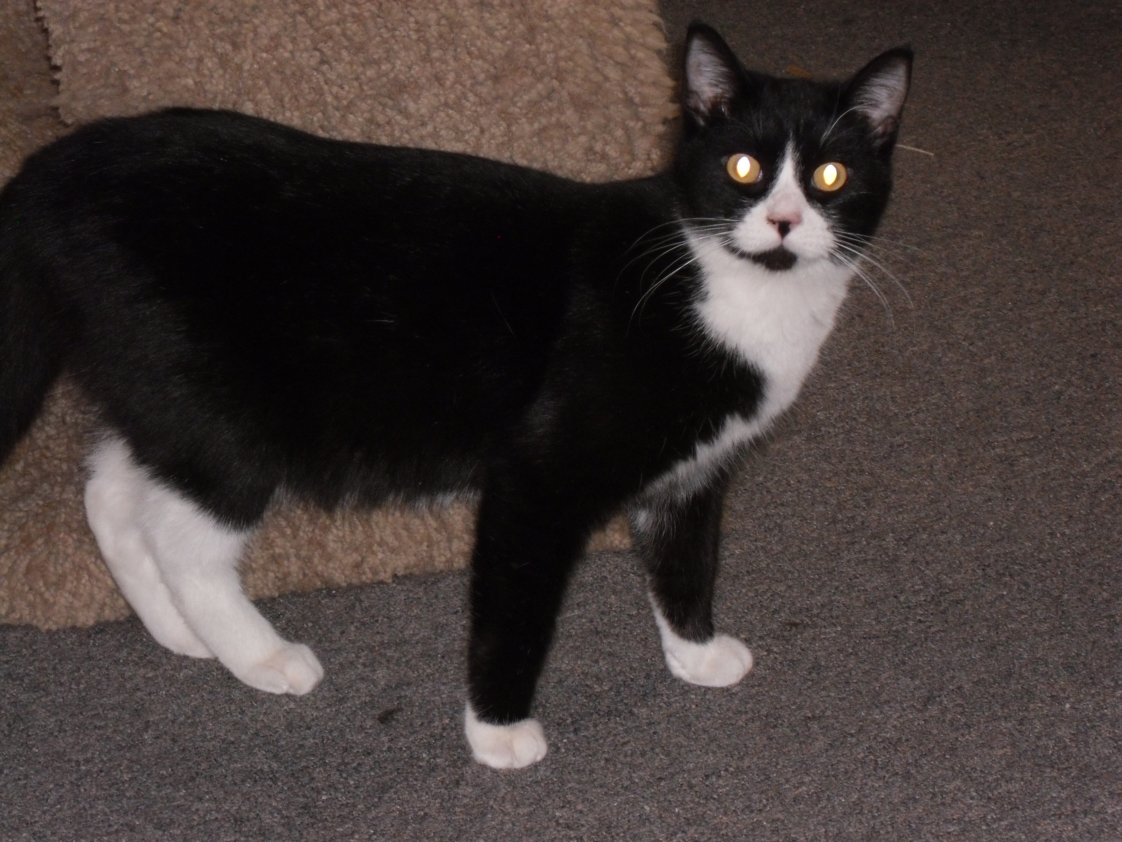 Sedalia Mo Domestic Shorthair Meet Munchkin A Fine Tuxedo Cat