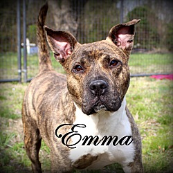Thumbnail photo of Emma ~ adopted! #4