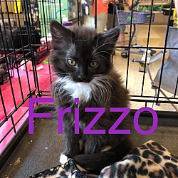 Photo of Frizzo