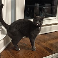 Russian Blue Kittens For Sale In North Carolina Adoptapet Com