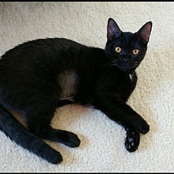 Available Pets At Guardian Angel Animal Rescue In Livonia Michigan