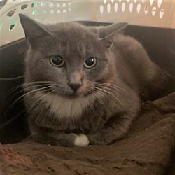 Clear Creek Cat Rescue Anchorage In Anchorage Alaska