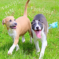 Thumbnail photo of Footloose~adopted! #3