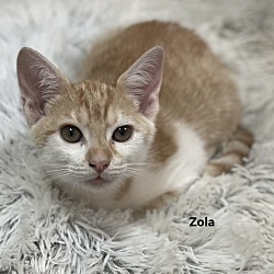 Thumbnail photo of Zola #3