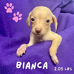 Photo of BIANCA