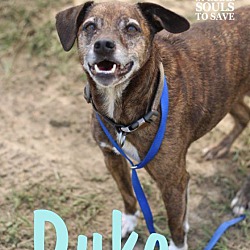 Photo of Duke