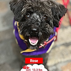 Photo of Rose