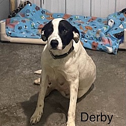 Photo of Derby 🐾(Available 5/3/24)
