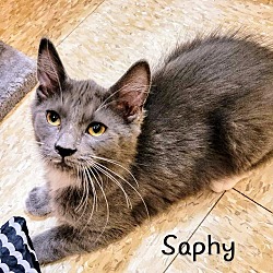 Photo of Saphy