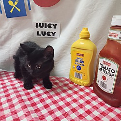 Thumbnail photo of Juicy Lucy #2