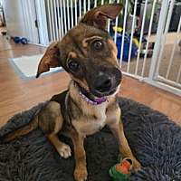 adopt a pet