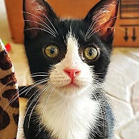 adopt a pet