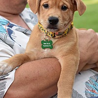 adopt a pet