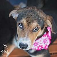 adopt a pet