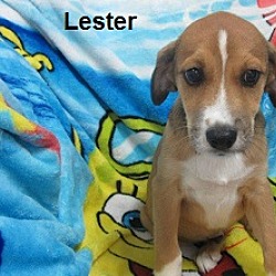 Thumbnail photo of Lester #2