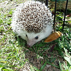 Thumbnail photo of Hedgehog #1