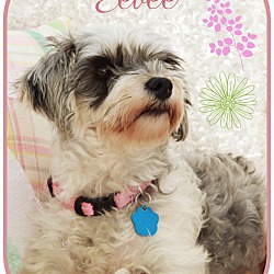 Thumbnail photo of Eevee-pending adoption #3