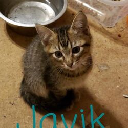 Photo of Javik