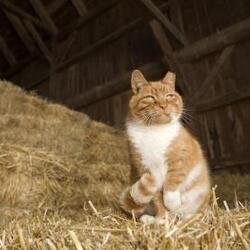 Thumbnail photo of *Barn Cats* #3