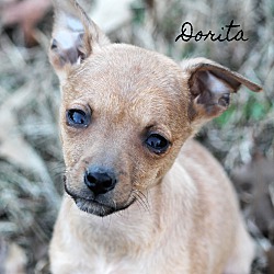 Thumbnail photo of Dorita~adopted! #2