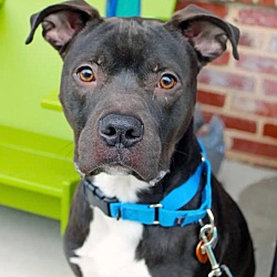 Photo of Hershey  A044819