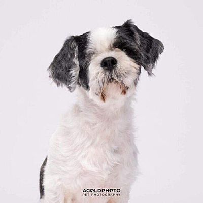 Tampa, FL - Shih Tzu/Shih Tzu. Meet Luciano a Pet for Adoption ...