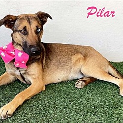 Photo of Pilar