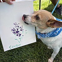 adopt a pet