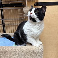adopt-pet