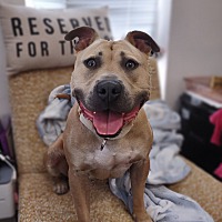adopt a pet