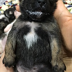 Thumbnail photo of Cherub - Gracie Pup #1