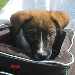 Thumbnail photo of Ace~meet me~ #1