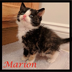 Thumbnail photo of Marion #1