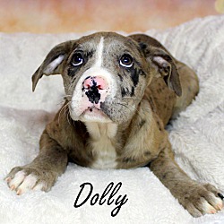 Thumbnail photo of Dolly ~ meet me! #4