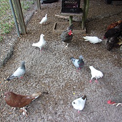 Photo of Pigeons :o)